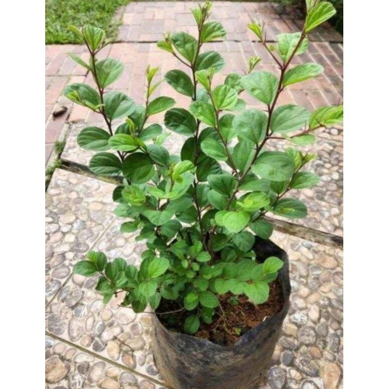 BIDARA ARAB ASLI / POHON BIDARA PENGUSIR GANGUAN SIHIR