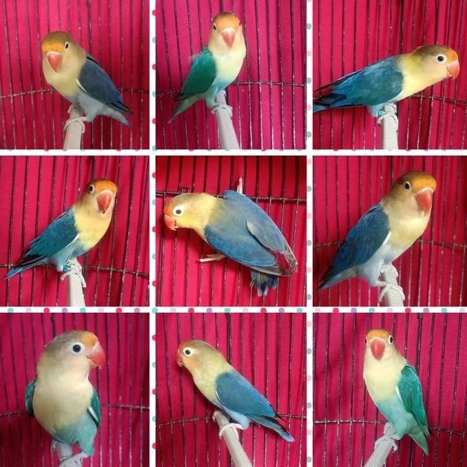 burung lovebird PB parblue banyak pilihan