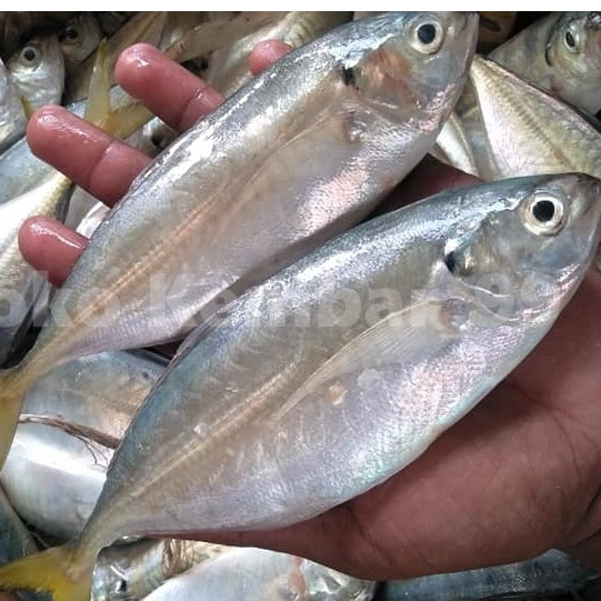 

Ikan Kembung Segar 1Kg Ikan Kembung Como Ikan Como