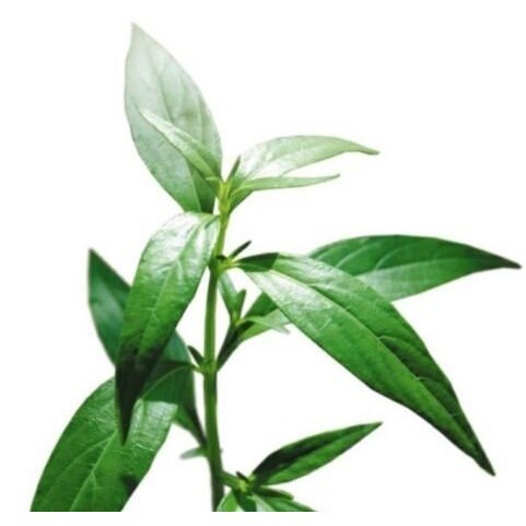 

DAUN KALINGSIR SEGAR ATAU BELALAI GAJAH 1000 GRAM