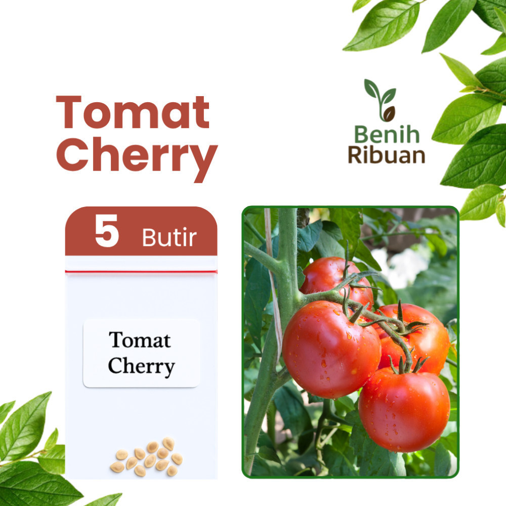 BENIH RIBUAN - Benih Buah Tomat Cherry Mini Bibit Tomat Cherry Manis Benih Tomat Berkualitas Unggul