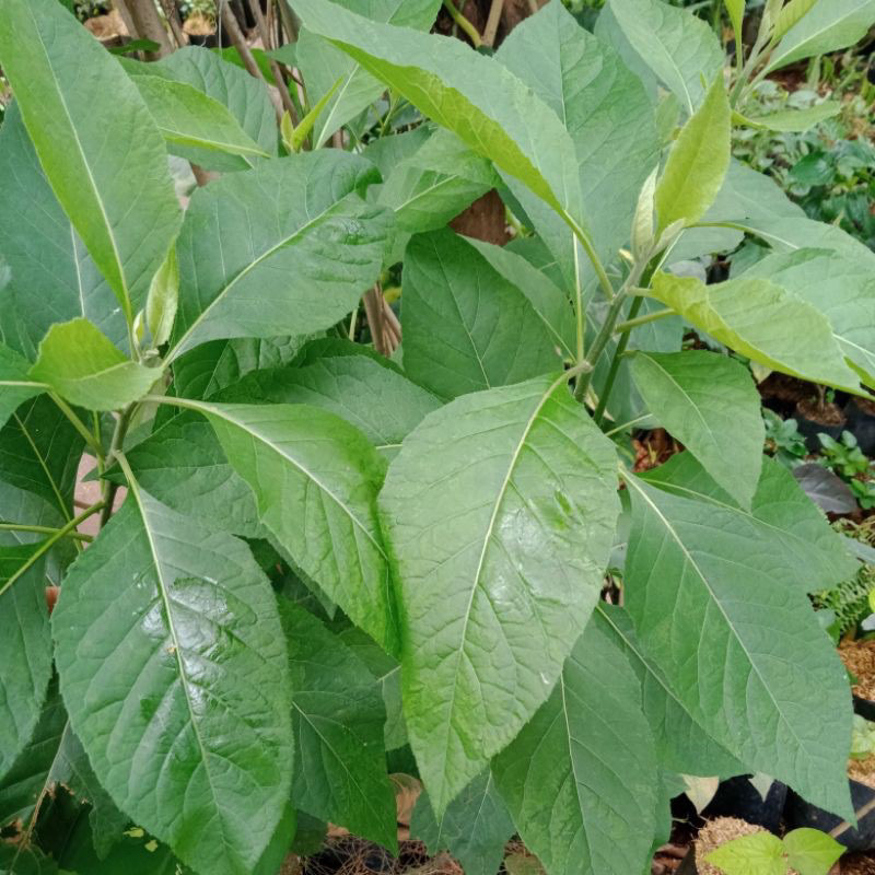 

Daun afrika segar - daun afrika fresh 100 gram