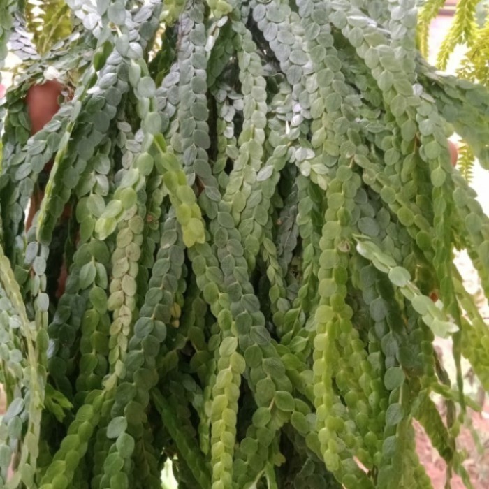 

Ready stok New murah tanaman gantung kumpai sisik ular