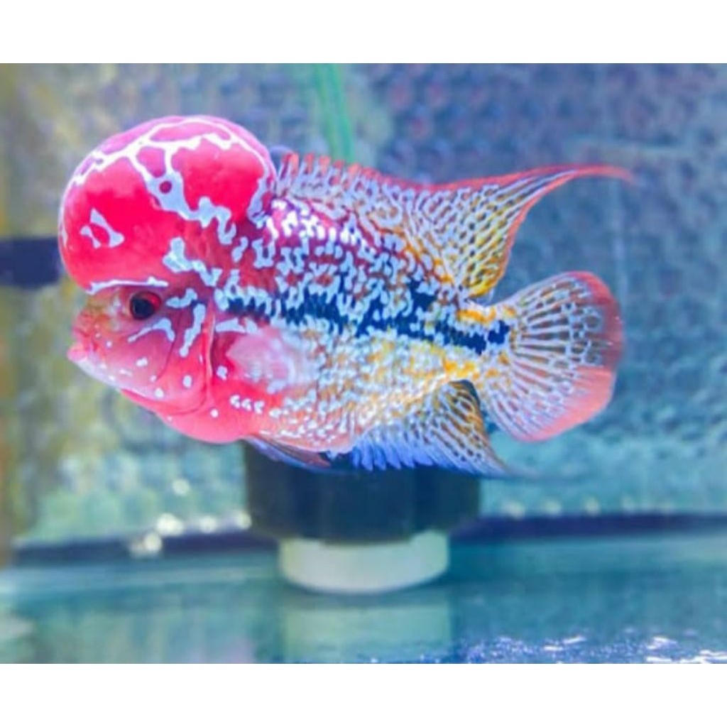 koleksi lohan srd cencu 3-6cm lohan grade A