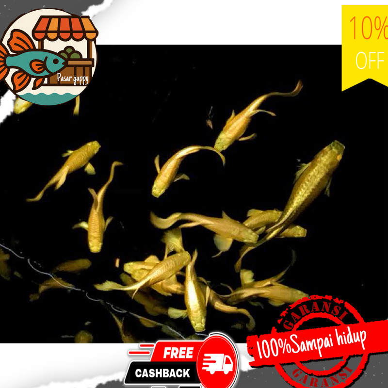 Hiasan aquarium hiasan guppy gold sepasang