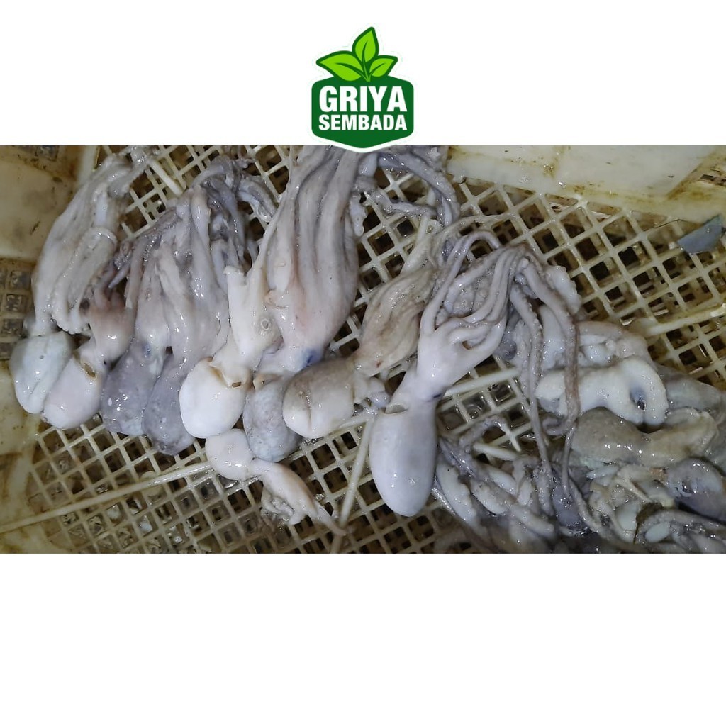 

Baby Gurita Segar 1KG Griya Sembada