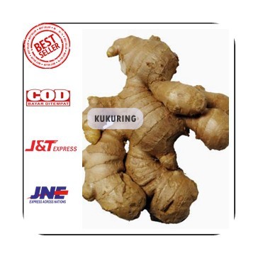 

Jahe Gajah Jahe Putih 1kg / Jahe Besa White Ginger kenzi herbal