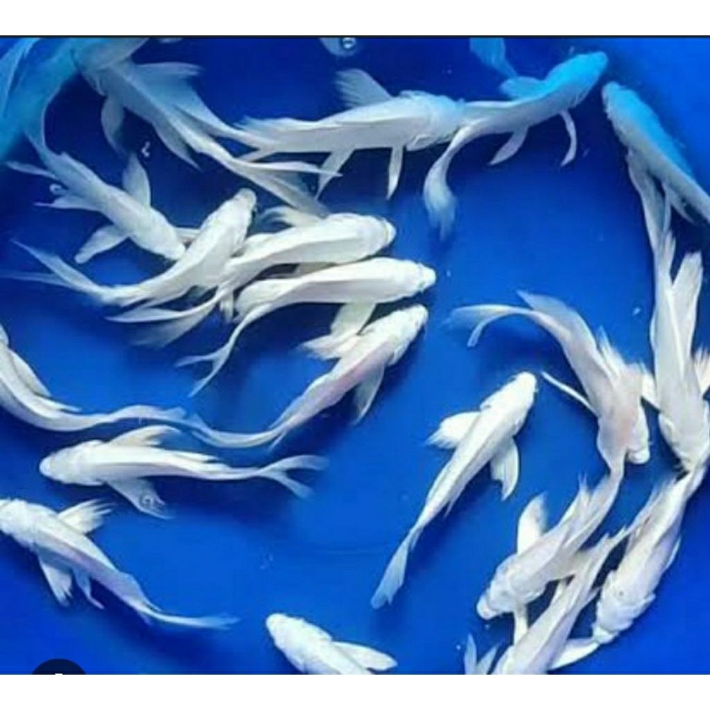 PAKET ISI 10 EKOR KOI PLATINUM KUMPY SIZE 7-9 CM