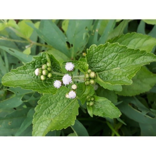 

Promo 1 kg daun bandotan/babadotan segar fresh COD Azkia_Organik_96