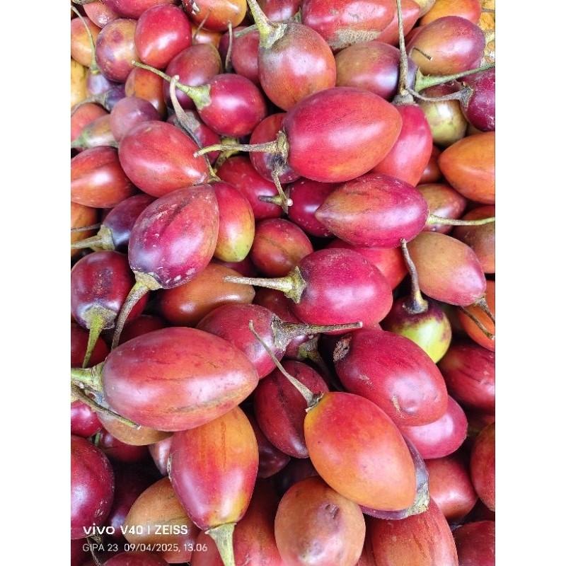 

Buah Terong Belanda segar 1kg