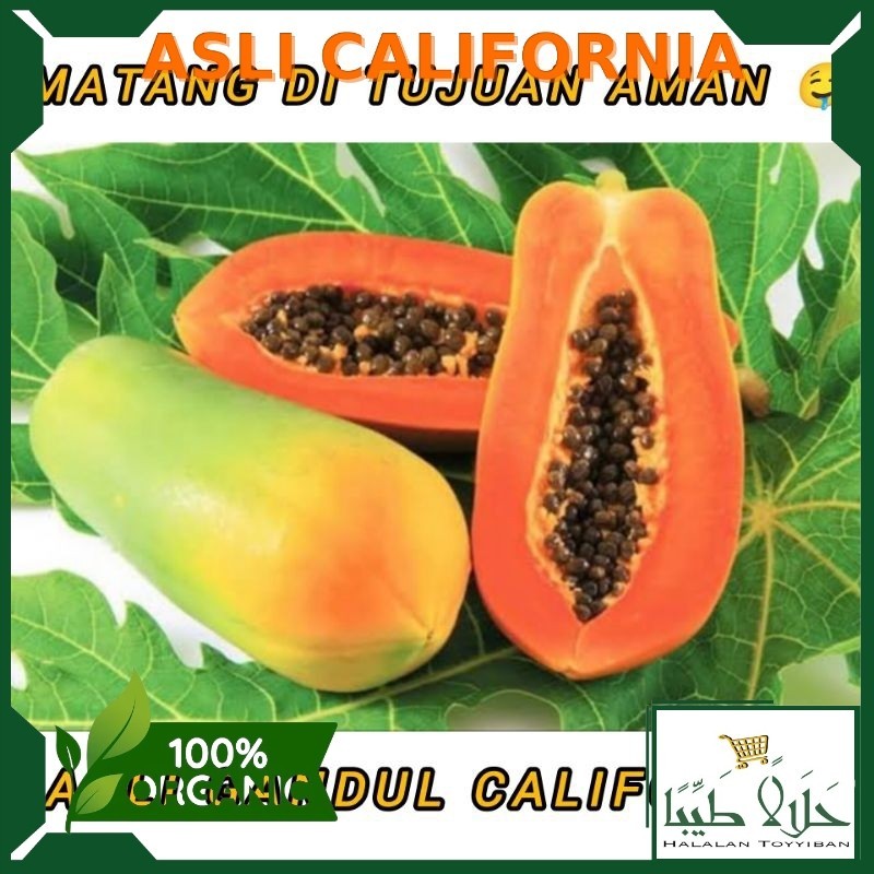 

Top Grade Pepaya California Kualitas A Super 1 Buah Asli Per 1 Buah