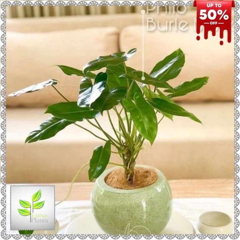 ( BISA COD ) Tanaman Hias Philodendron Burlemax Atau Philo Brekele / Tanaman Hidup Brekele Bunga Hia