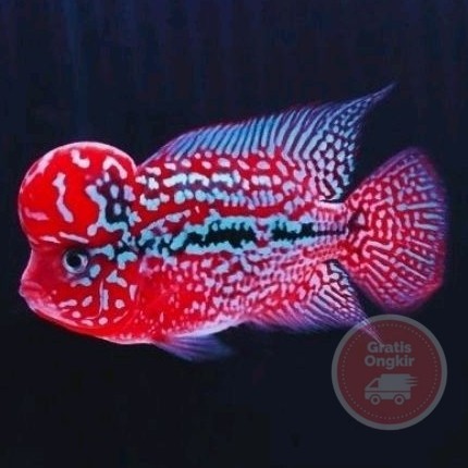 single Pakan lohan super king kamfa f3 import louhan full mutiara bergaransi