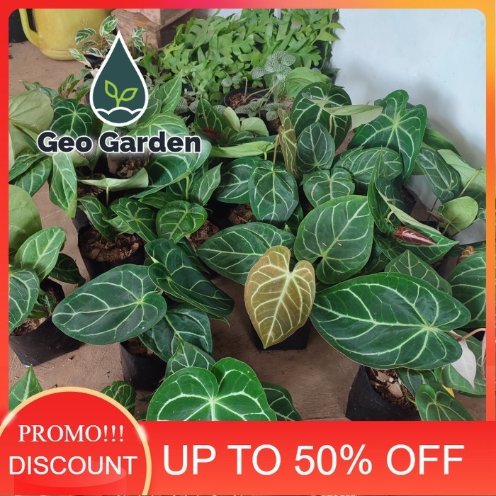 tanaman hias kuping gajah besar