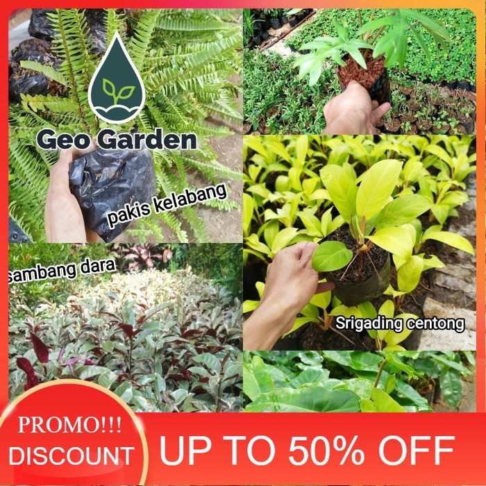paket 5 tanaman vertical garden | tanaman outdoor vertical garden