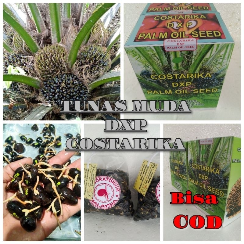 bibit sawit unggul costarika isi 250 butir