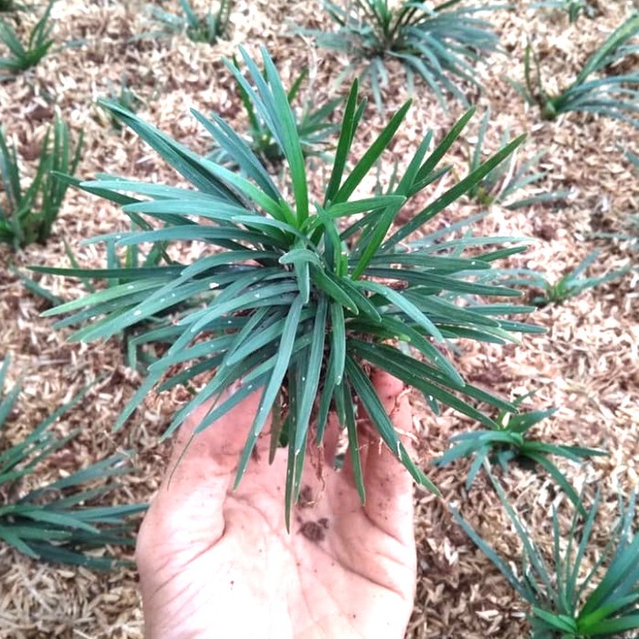 Pohon kucai mini | tanaman kucai | pengganti rumput