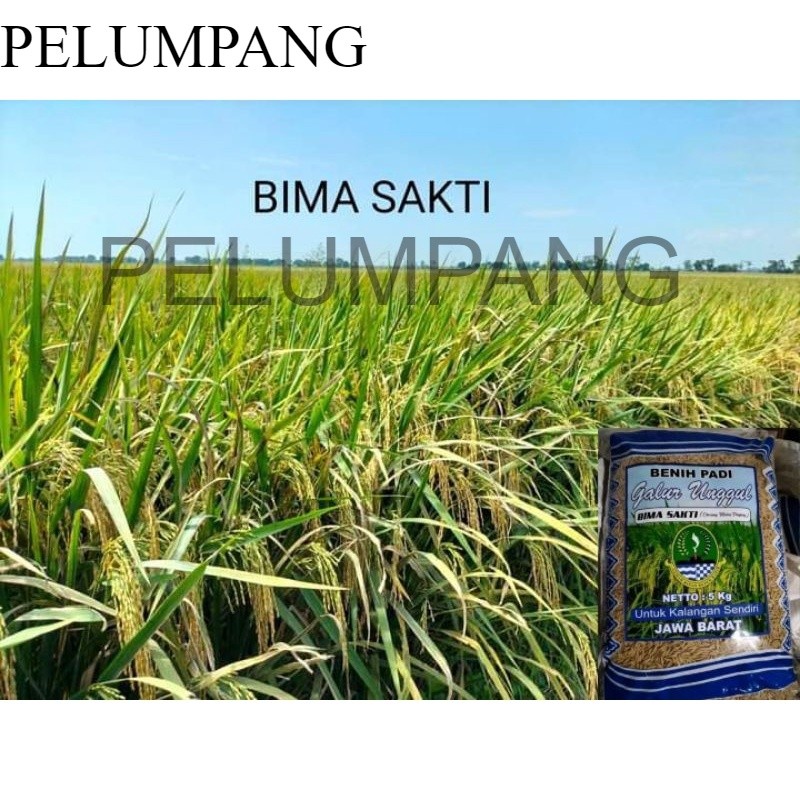 PADI benih padi bima sakti 5kg