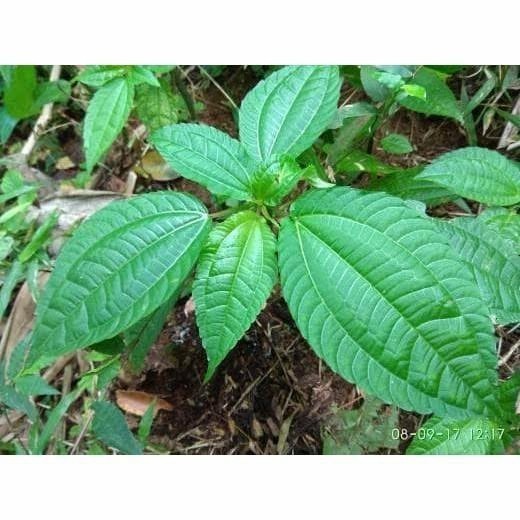 

daun pohpohan segar fres 500 gram termurah