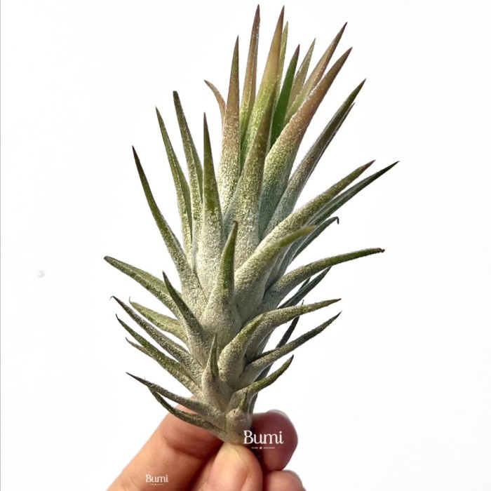 BUMI ORCHIDS Tillandsia ionantha var. vanhyningii 'Raspberry' - Air Plants Tanaman Hidup Tanpa Tanah