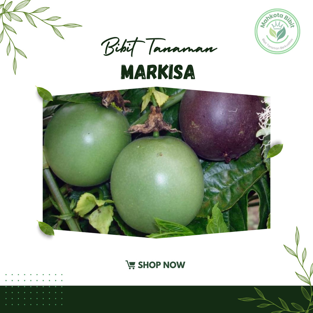 Bibit Markisa Kuning Manis Super Legit