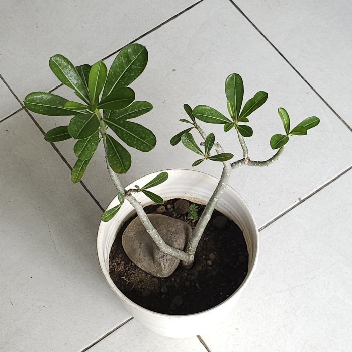 Adenium Bunga Kamboja Pink Pohon Bonsai - Tumbuhan Hidup Tanaman Hias Asli Murah Makassar