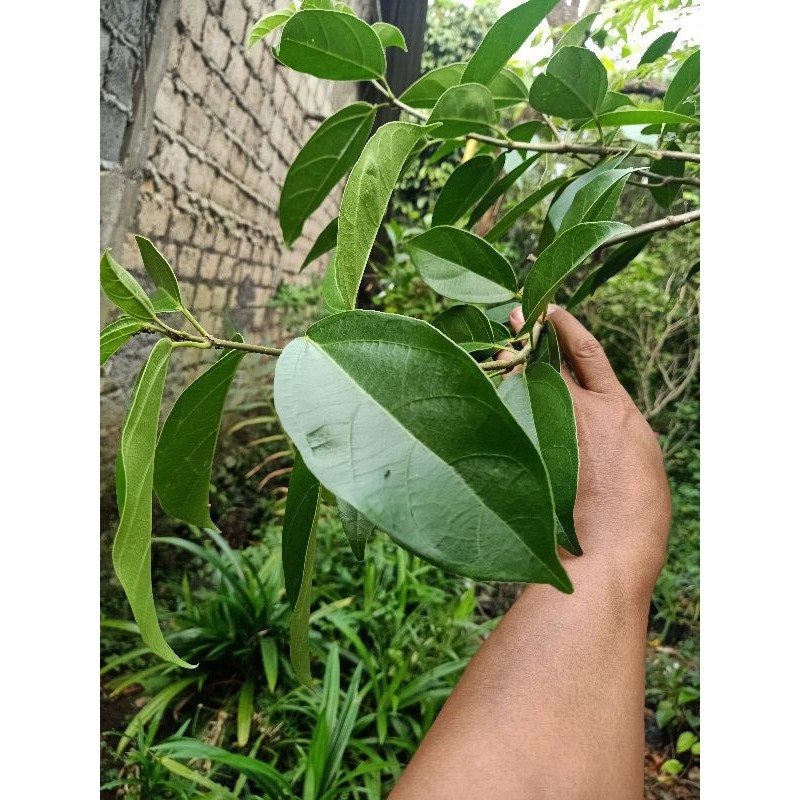 

daun cincau perdu 200 gr segar langsung petik