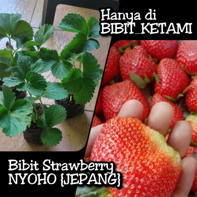 Bibit Strawberry Nyoho Jepang - Kategori Standart (ORIGINAL)