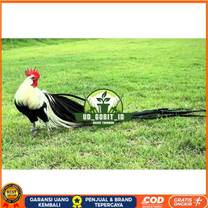 

TELUR AYAM HIAS ONAGADORI ATAU AYAM EKOR PANJANG UNTUK DI TETASKAN UD_GOBIT_ID
