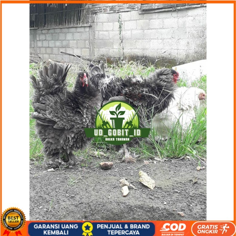 

TELUR AYAM HIAS BRAHMA BULU WALIK / AYAM BRAHMA FRIZEL UNTUK DI TETASKAN UD_GOBIT_ID