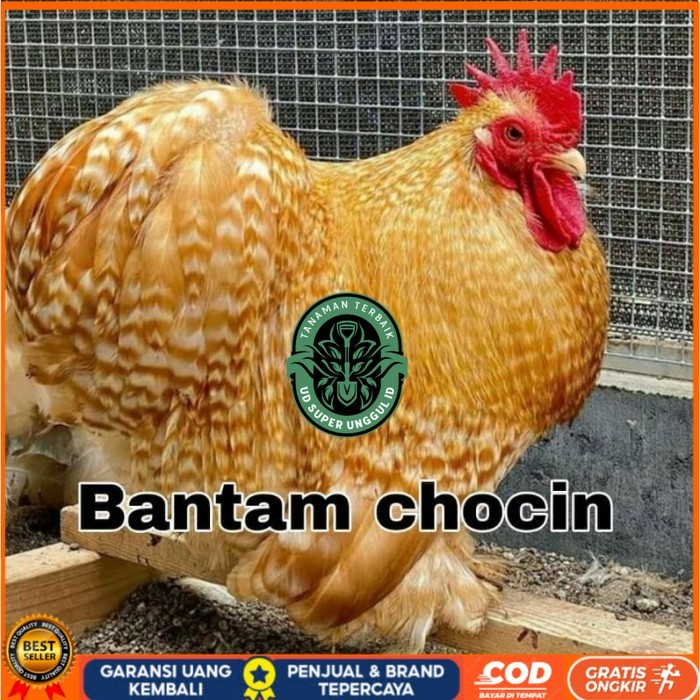 

Telur ayam hias bantam chocin fertil ditetaskan - bantam chocin UD_SUPER_UNGGUL_ID