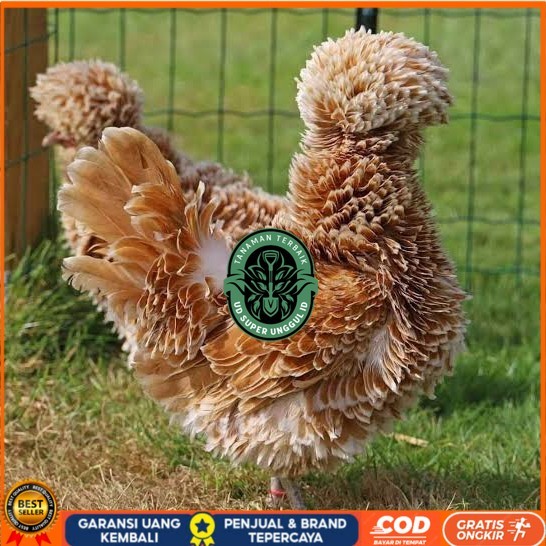 

Telur ayam poland / telur ayam hias / telur fertil siap kirim UD_SUPER_UNGGUL_ID