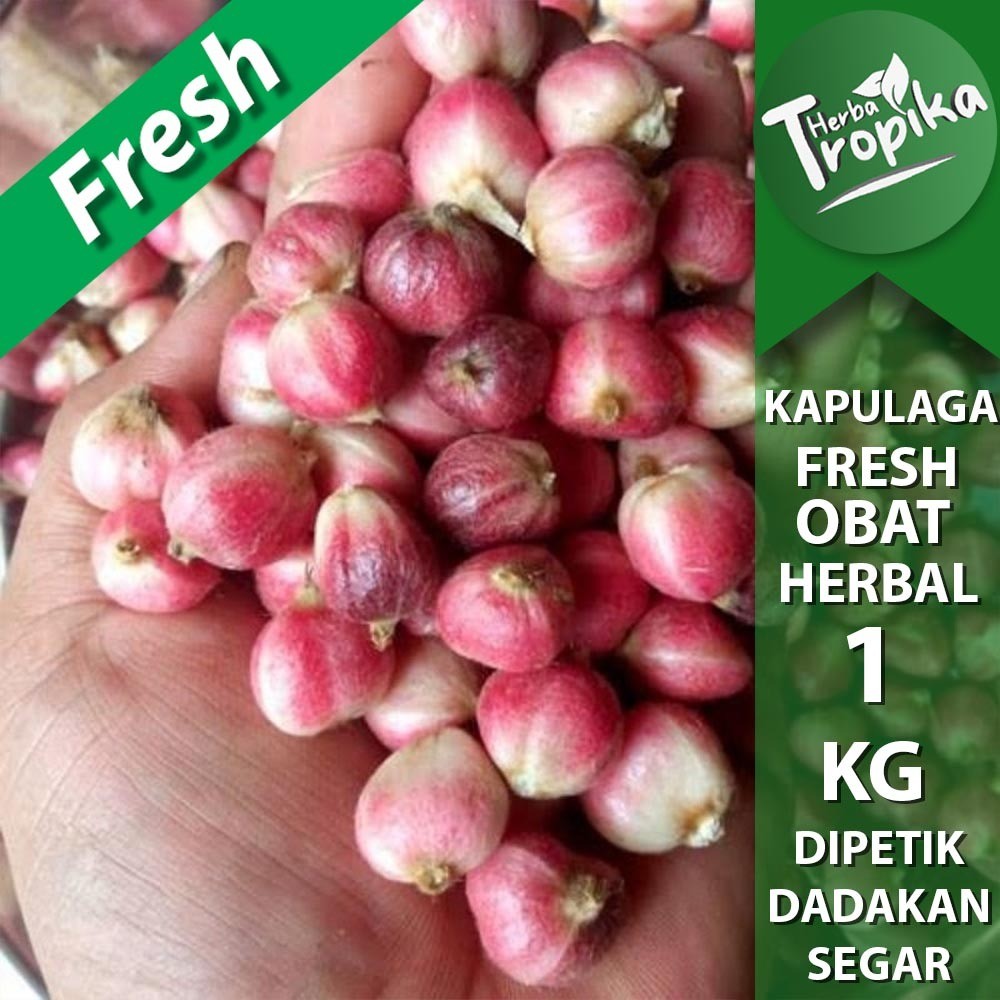 

Kapulaga Basah 1 kg Premium rempah dan herbal alami toko herba tropika