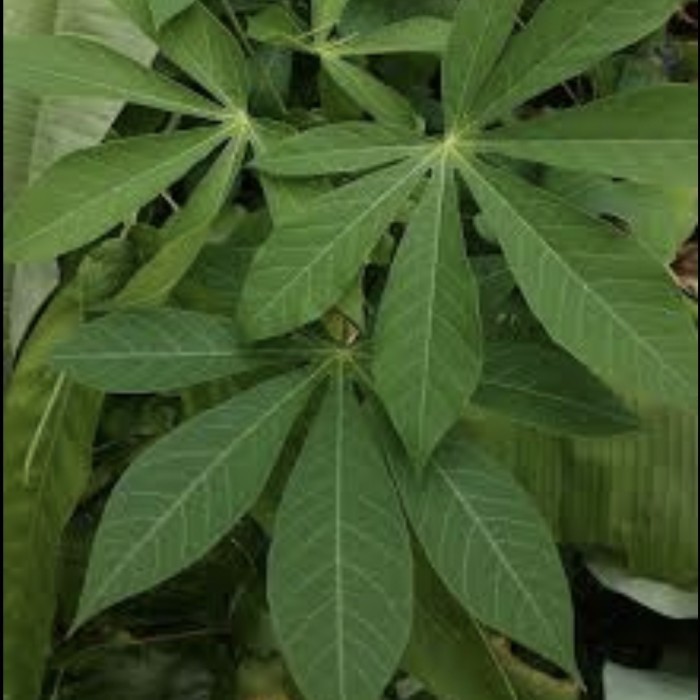 

Daun Singkong Segar, Daun Singkong Fresh Sayuran Paket 1 Kg