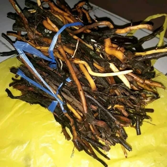 

ready akar aren segar 1kg