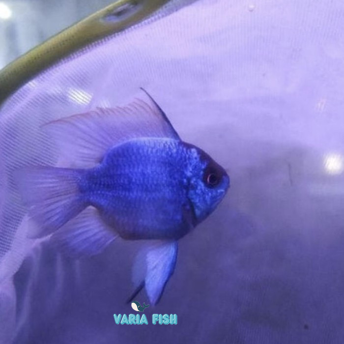 Ikan Hias Blue Electric sz M Ramirezi Slayer / Elektrik / Ikan Hias Air Tawar Aquarium Aquascape