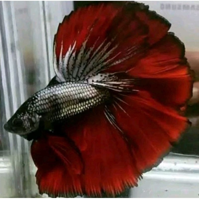 Hobi  Cupang HM Rosetail Warna Red Cooper Ukuran L+ Murah Berkualitas