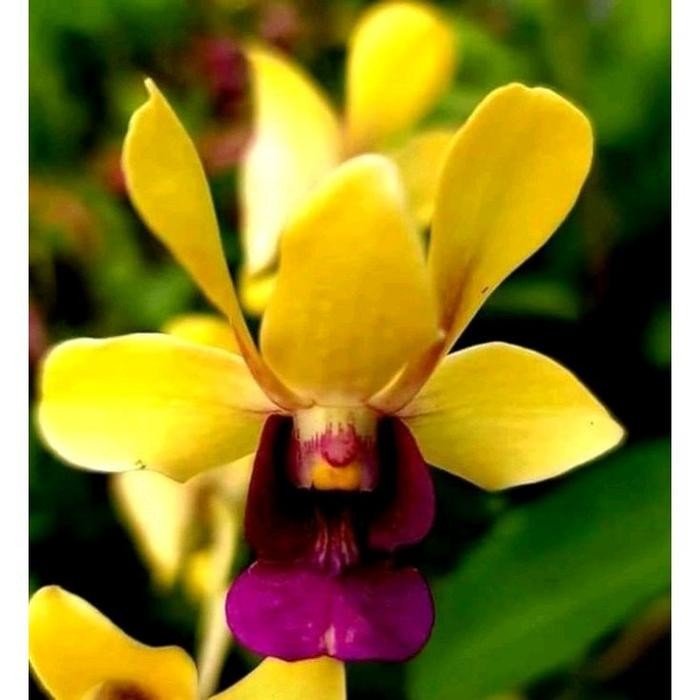 anggrek Dendrobium Ratu Malika siap berbunga Bibit tanaman hias Anggrek