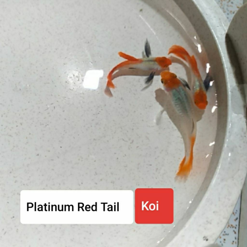 Hiasan Guppy Platinum Red Tail Koi ( isi 3 ekor )