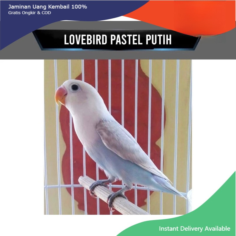 Burung Lovebird Pasput blue ice pilihan love bird