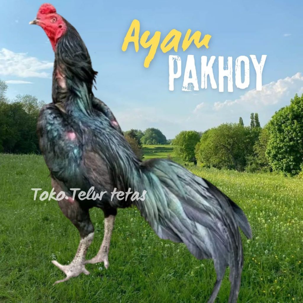 

telur ayam pakhoy ori kumbang full brakot brutal drumband bisa untuk di tetaskan