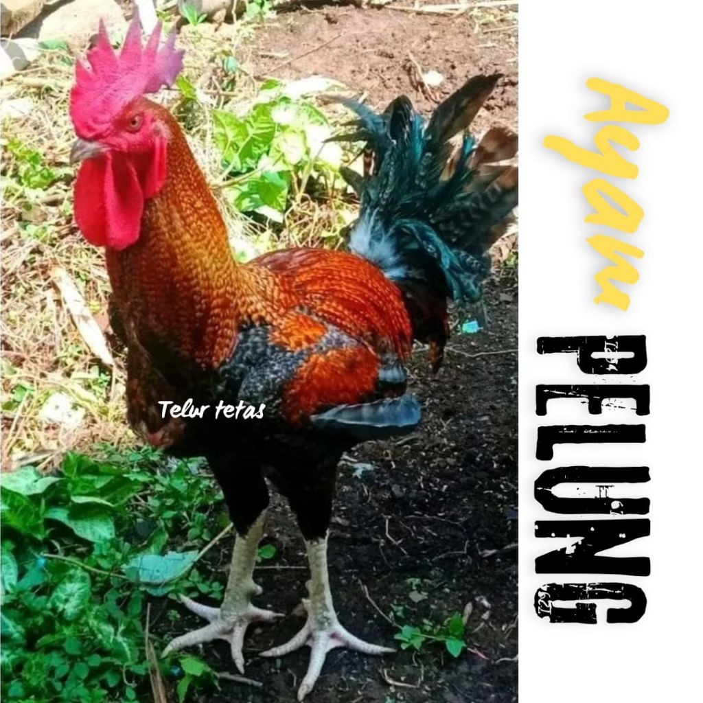 

telur ayam pelung jumbo super asli cianjur bisa untuk di tetaskan