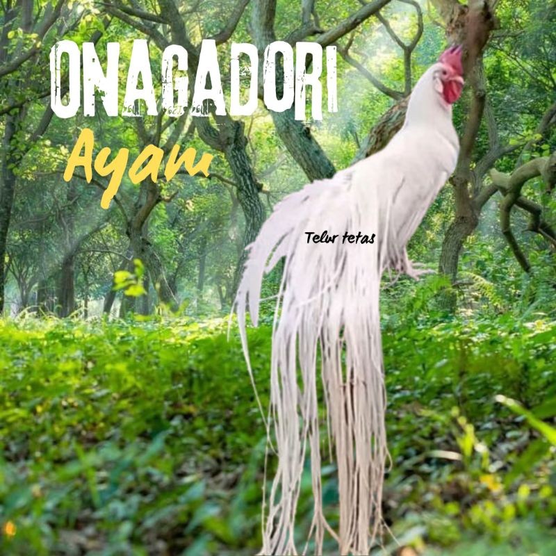 

telur ayam ekor panjang / ayam hias onagadori