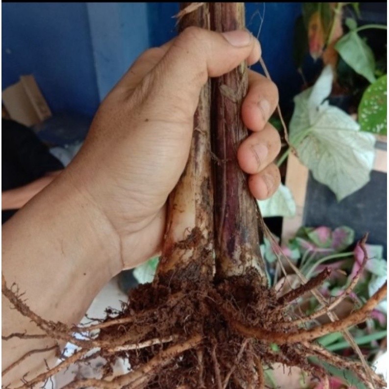 #Bonggol pisang variegata / Bananaa blood tanaman hias langka