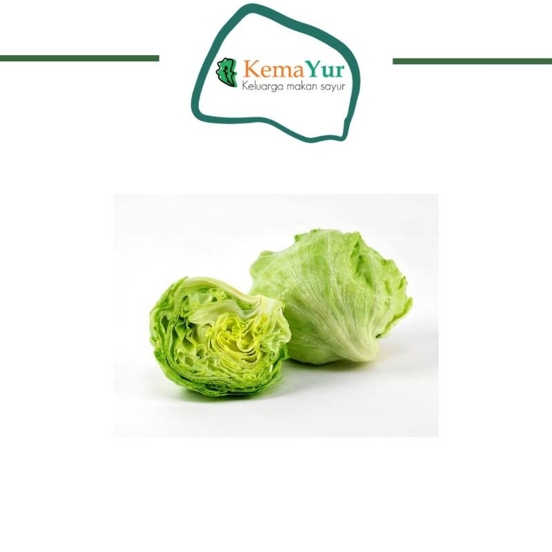 

LETTUCE HEAD SAYUR 500gr