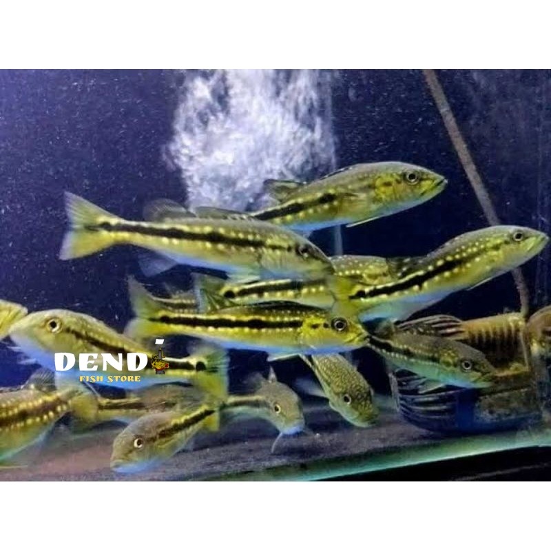 Pbass pinima good Marking Size 3-5cm realsize bergaransi COD pbass orinoco pbass mono tankmate