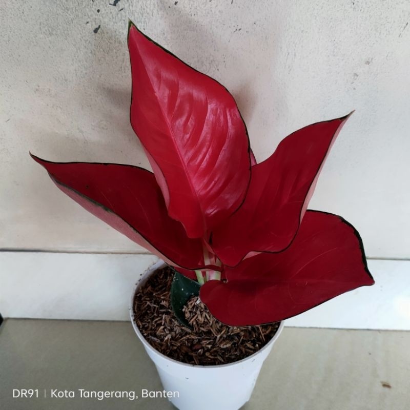 Aglonema Suksom Jaipong Spesial Dewasa Sehat