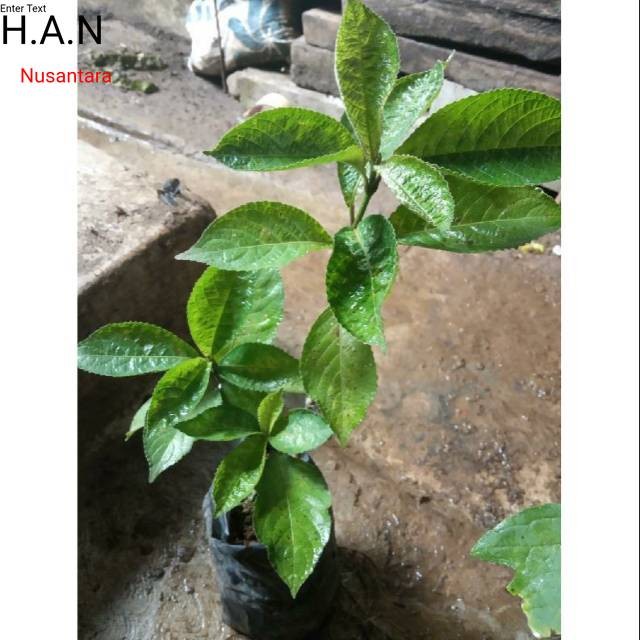 Bibibit keji beling organik pecah beling obat herbal