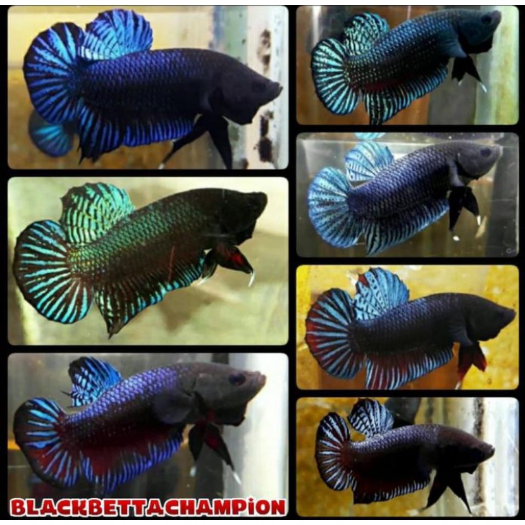 cupang aduan fighter sakai super ganas size L+pakan