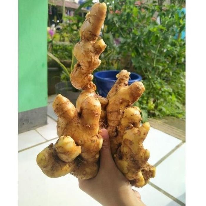 

lempuyang basah segar 1kg murah pilgsi 7152dx Shop with